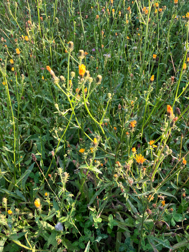 Picris hieracioides