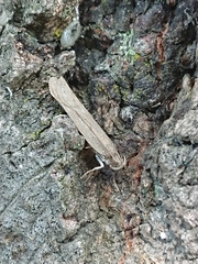 Phaeosaces apocrypta