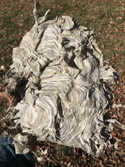 Dolichovespula maculata