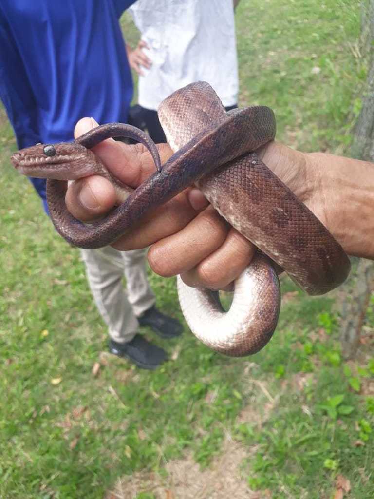 Brown Rainbow Boa from Couva-Tabaquite-Talparo Regional Corporation ...