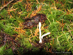 Trichoderma leucopus