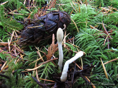 Trichoderma leucopus