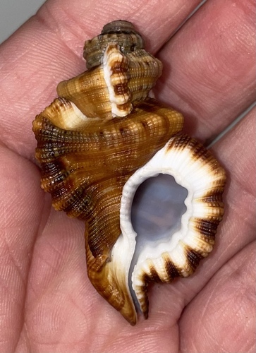Turritriton gibbosus observed 2025-07-29