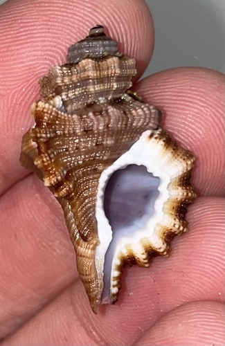 Turritriton gibbosus observed 2025-07-29