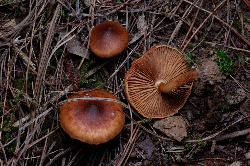 Pholiota communis · August 2025 · photo: © celadonfern (iNaturalist, cc-by)