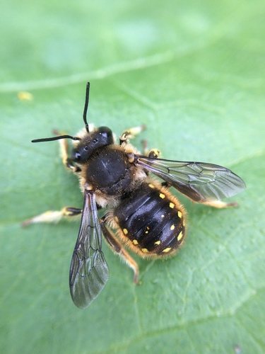 European Woolcarder Bee, photo 8 of 10