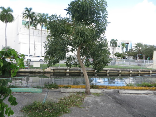 Tabebuia aurea
