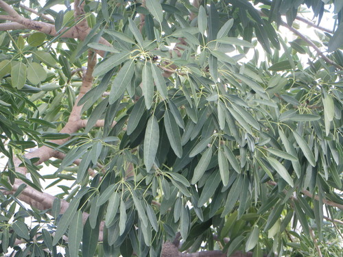 Tabebuia aurea