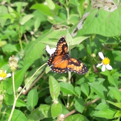 Chlosyne lacinia saundersi