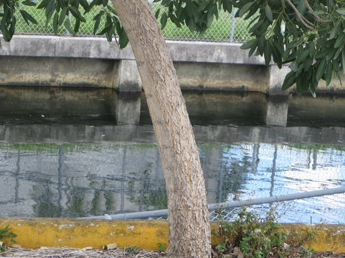Tabebuia aurea