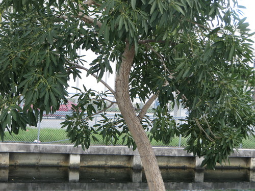 Tabebuia aurea