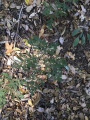 Chamaebatia foliolosa