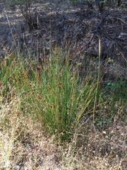 Juncus effusus pacificus