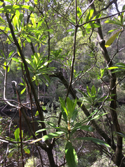 Anopterus glandulosus