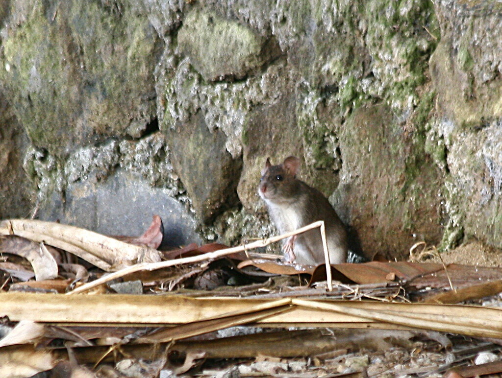 Ricefield rat