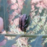 Eudiagogus rosenschoeldi