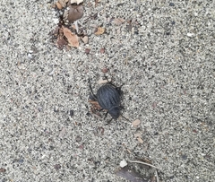 Pimelia bipunctata papii