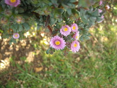 Oscularia caulescens