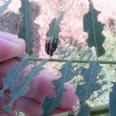 Eudiagogus rosenschoeldi