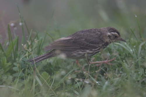 Olive-backed Pipit