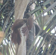 Dendrexetastes rufigula