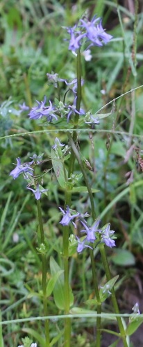 spurred gentian