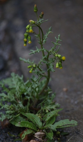 common groundsel