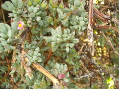 Oscularia caulescens