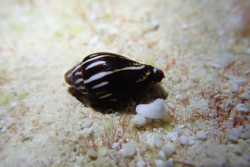 Strigatella paupercula observed 2025-08-19