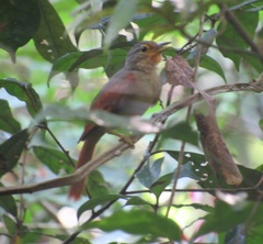 Dendroma erythroptera