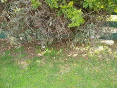 Oscularia caulescens