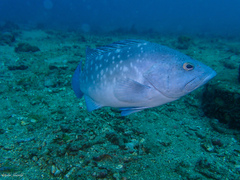 White-Blotched Grouper photo 3