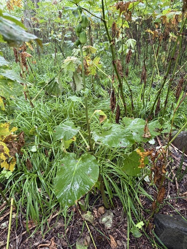 Cardiocrinum cordatum iNat (1)