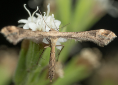Stenoptilodes antirrhina