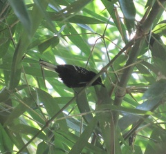 Microrhopias quixensis