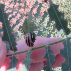 Eudiagogus rosenschoeldi