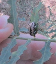 Eudiagogus rosenschoeldi