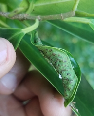 Insecta