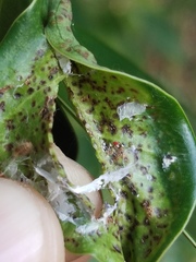 Insecta