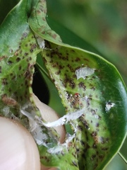 Insecta