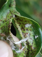 Insecta