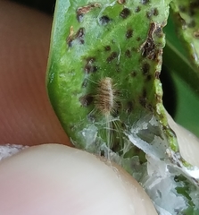 Insecta