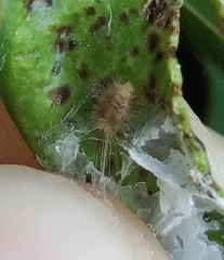 Insecta