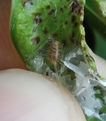 Insecta