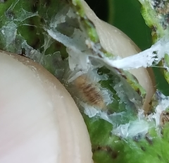 Insecta