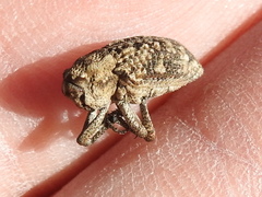 Thecesternus maculosus