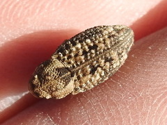 Thecesternus maculosus