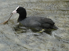 Fulica atra