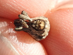 Thecesternus maculosus