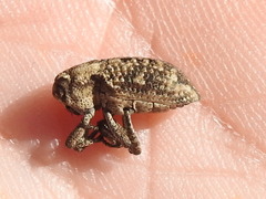 Thecesternus maculosus